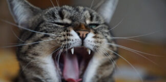 고양이 소리 종류 5가지와 그 의미 고양이 소리 종류