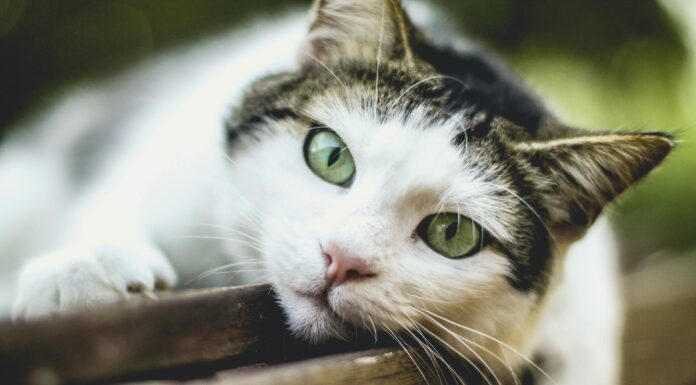 오래 사는 고양이 장수묘 종류 9가지 및 특징 고양이 화장실 모래 종류