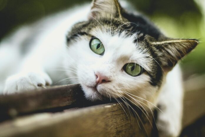 고양이 화장실 모래 종류