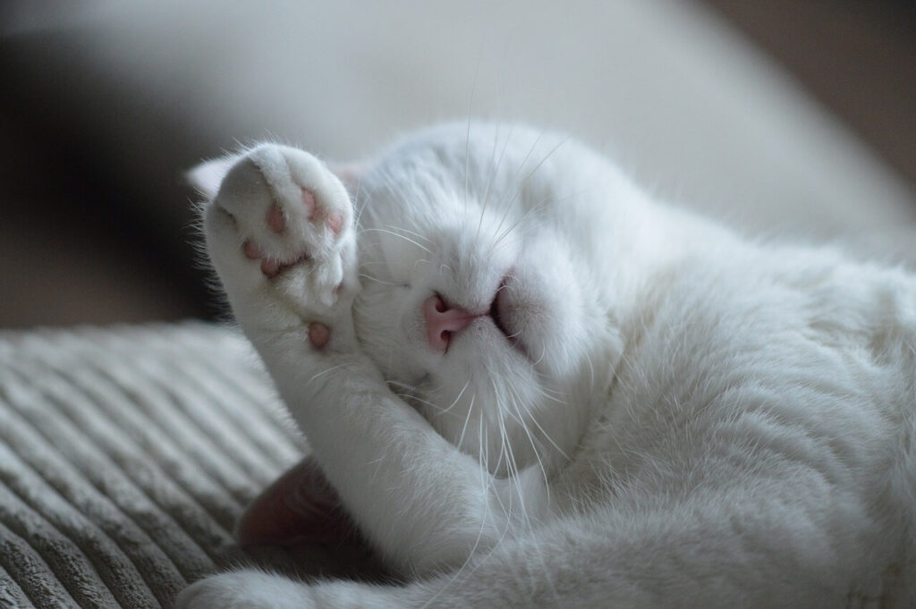 고양이 화장실 위치