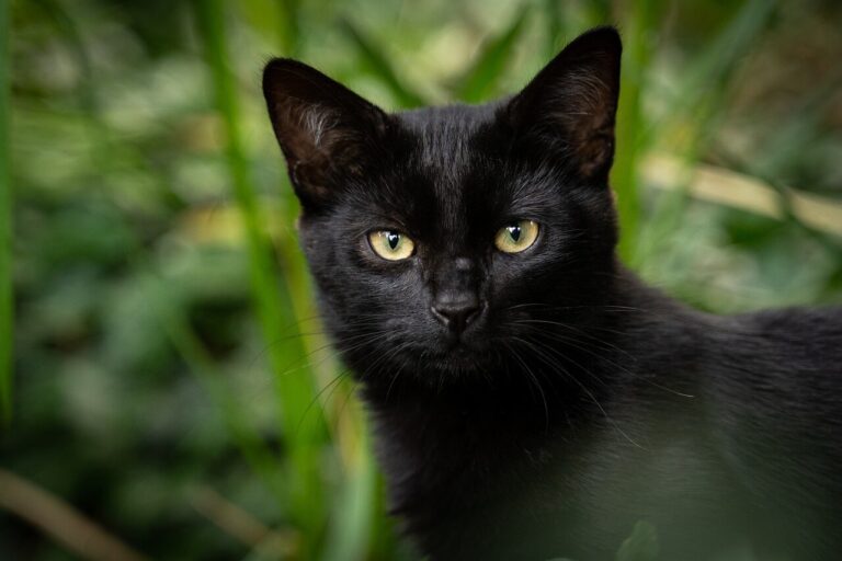 검은 고양이 꿈 12가지 의미 해몽