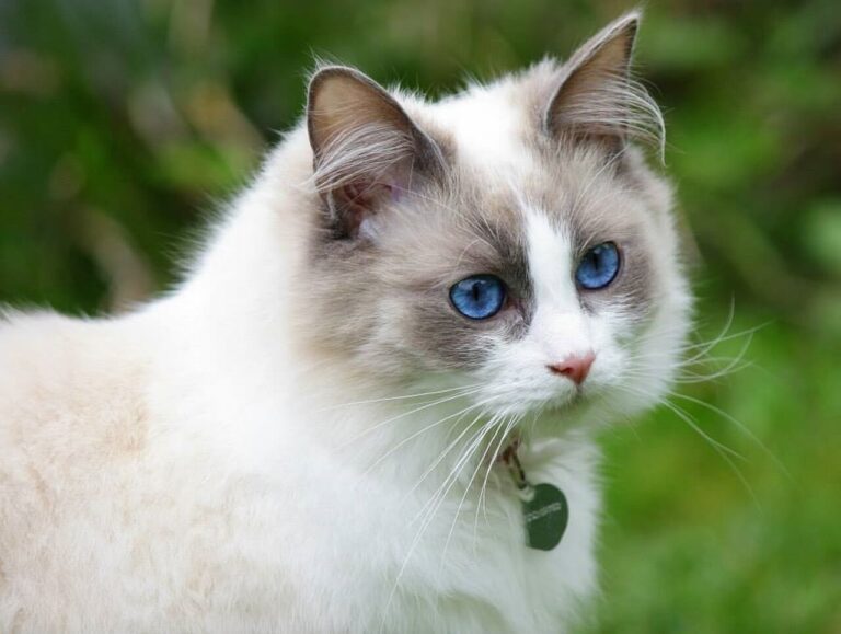 파란 눈 고양이 종류 및 특징 9가지 유형 모두 알아보기