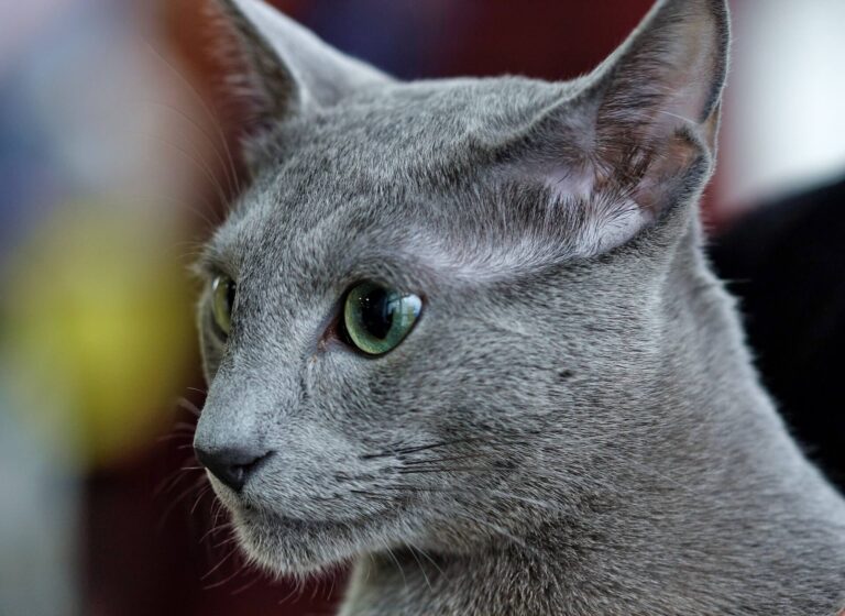 러시안 블루 고양이 특징, 성격, 돌보는 법 알아보기