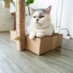먼치킨 고양이 특징, 성격, 수명, 유전병에 관한 모든 것 먼치킨 고양이 특징