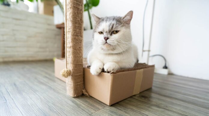 먼치킨 고양이 특징, 성격, 수명, 유전병에 관한 모든 것 먼치킨 고양이 특징