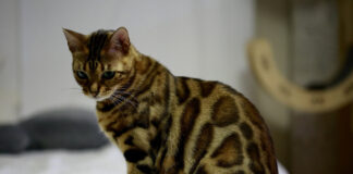 뱅갈 고양이 특징 (역사, 성격, 수명, 유전병) 알아보기 뱅갈 고양이 특징