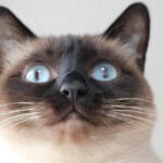 샴고양이 특징, 성격, 돌보는 방법, 유전병까지 알아보기 샴고양이 특징