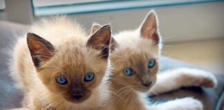 수다쟁이 말 많은 고양이 종류 및 특징 9가지 품종 샴고양이 특징