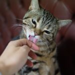 아메리칸 숏헤어 특징, 성격, 돌보는 법 알아보기 아메리칸 숏헤어 특징