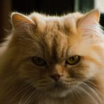페르시안 고양이 특징, 역사,성격, 수명, 유전병, 돌보는 법 페르시안 고양이 특징