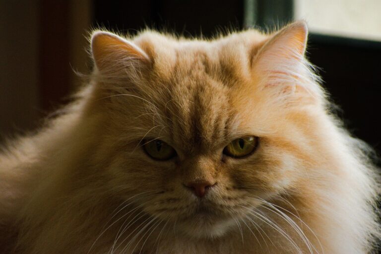 페르시안 고양이 특징, 역사,성격, 수명, 유전병, 돌보는 법