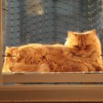 고양이 치은염 잇몸 염증 증상 원인 치료 6가지 정보 페르시안 고양이 특징