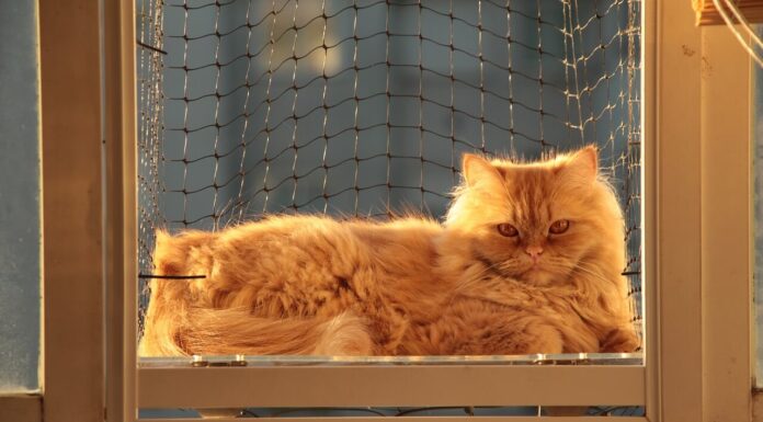 고양이 치은염 잇몸 염증 증상 원인 치료 6가지 정보 페르시안 고양이 특징