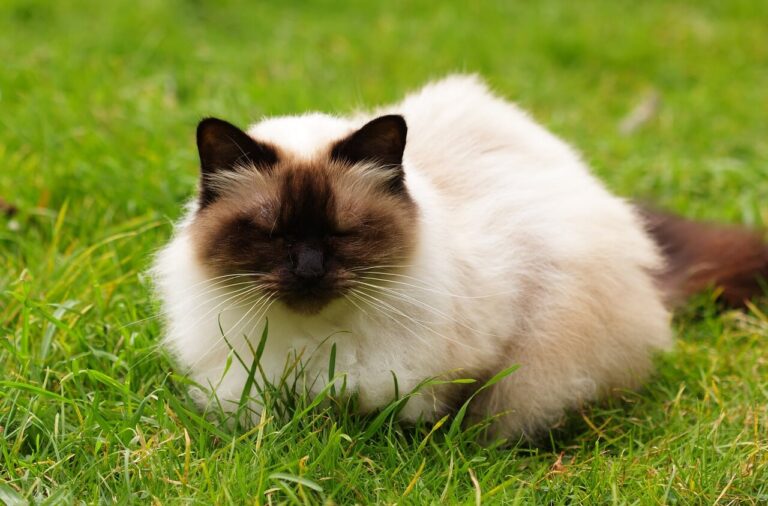 히말라얀 고양이 특징, 성격, 키우는 법에 대해서