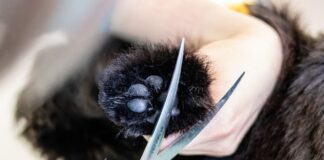 강아지 발톱 자르기 및 관리에 대한 5가지 정보 강아지 발톱 자르기