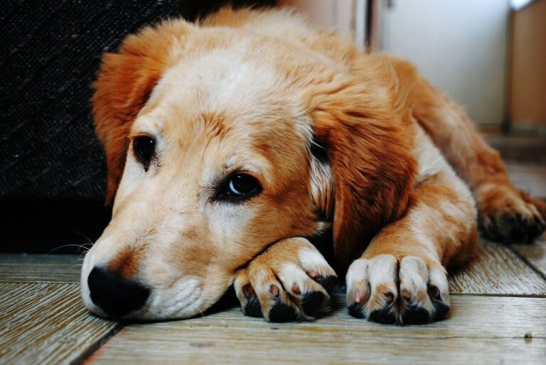 강아지 우울증 및 증상 및 원인에 대한 4가지 정보