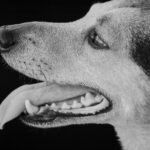 양치질부터 쉬운 강아지 치아 관리 방법 5가지 강아지 치아 관리 방법