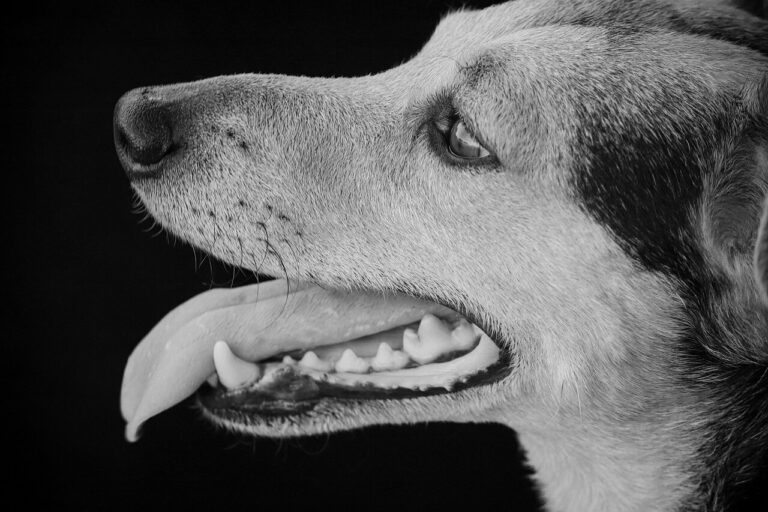 양치질부터 쉬운 강아지 치아 관리 방법 5가지