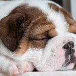 강아지가 먹으면 안 되는 과일 9가지 강아지가 먹으면 안 되는 과일