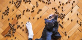 강아지가 먹으면 안 되는 음식 독성 식품 10가지 강아지가 먹으면 안 되는 음식