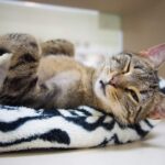 고양이 윙크 의미를 아시나요? 5가지 이유 해석 고양이 윙크 의미 애정