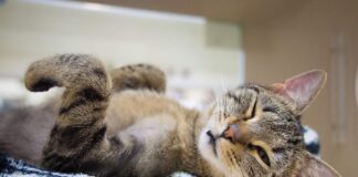 고양이 윙크 의미를 아시나요? 5가지 이유 해석 고양이 윙크 의미 애정