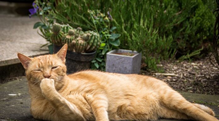 고양이 변비 해결 방법 증상 원인 파헤치기 고양이 윙크 의미 질병