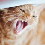 고양이 치아 관리 7가지 양치 방법과 주기 고양이 치아 관리 1