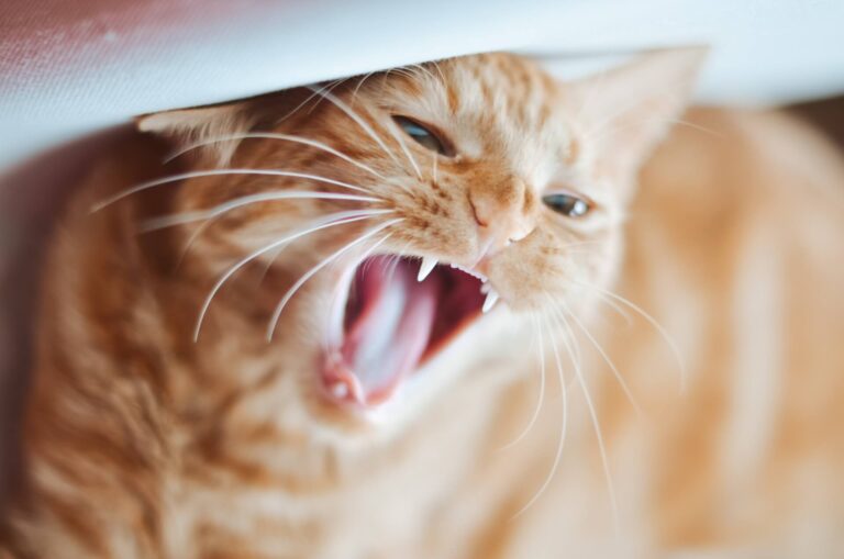 고양이 치아 관리 7가지 양치 방법과 주기  