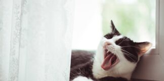 고양이 허피스 헤르페스 바이러스 증상 원인 치료 예방 고양이 치아 관리 3
