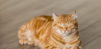 고양이 링웜 또는 백선 피부병 증상, 원인, 치료 5가지 정보 고양이 항문낭 질병 원인