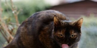 고양이가 먹으면 안 되는 음식 독성 식품 9가지 고양이가 먹으면 안되는 음식 우유