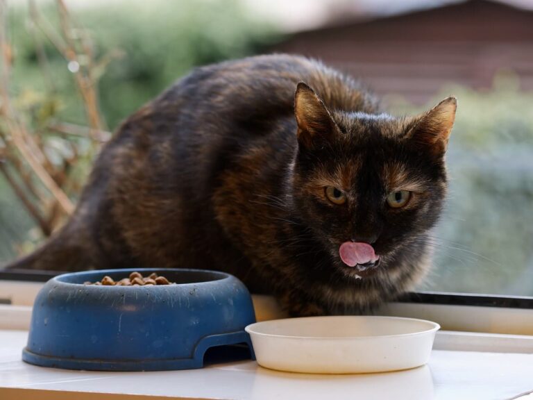 고양이가 먹으면 안 되는 음식 독성 식품 9가지