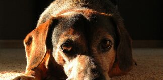 노령견에게 좋은 음식 6가지 노령견에게 좋은 음식