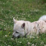 노르웨이안 부훈트에 대한 모든 것 (성격, 수명, 질병) 노르웨이안 부훈트