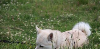 노르웨이안 부훈트에 대한 모든 것 (성격, 수명, 질병) 노르웨이안 부훈트