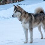 알래스칸 말라뮤트 성격, 특징, 수명에 대한 모든 것 말라뮤트 성격