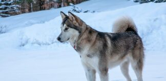 알래스칸 말라뮤트 성격, 특징, 수명에 대한 모든 것 말라뮤트 성격