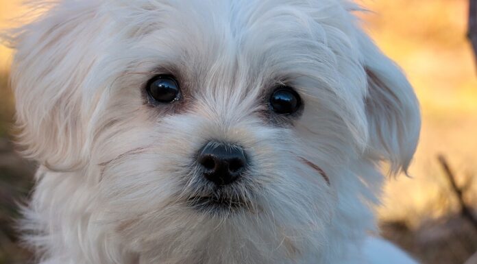 말티즈 특징과 성격, 수명 및 돌보는 법 말티즈 특징