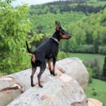 미니어처 핀셔, 미니핀 특징과 성격, 수명 및 돌보는 법 미니핀 특징