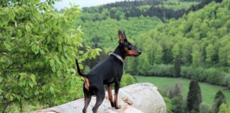 미니어처 핀셔, 미니핀 특징과 성격, 수명 및 돌보는 법 미니핀 특징