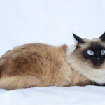 발리니즈 고양이 특징 성격 돌보는 법에 대한 모든 것 발리니즈 고양이 특징 2