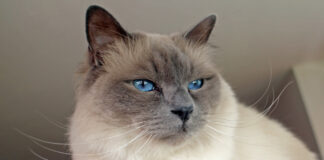 버만 고양이 특징과 성격 그리고 돌보는 법 버먼 고양이 특징 4