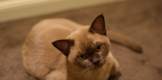 신성하게 여겨진 버미즈 고양이 특징 성격 돌보는 법 버미즈 고양이 특징 3