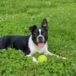 보스턴 테리어 성격, 특징, 수명에 대한 모든 것 보스턴 테리어 성격