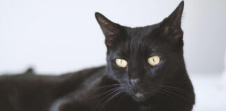 애교 많은 고양이 개냥이 종류 및 특징 9가지 품종 봄베이 고양이 특징 2