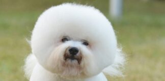 비숑 프리제 특징과 성격, 수명 및 돌보는 법 비숑 프리제 특징