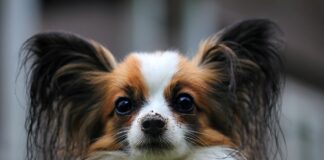 나비 귀 빠삐용 강아지 성격, 특징, 수명에 대한 모든 것 빠삐용 강아지 성격