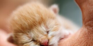 아기 새끼 고양이 돌보기, 돌보는 방법 새끼 고양이 돌보기 1