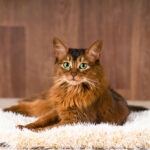 소말리 고양이 특징부터 성격, 돌보는 법 소말리 고양이 특징 3